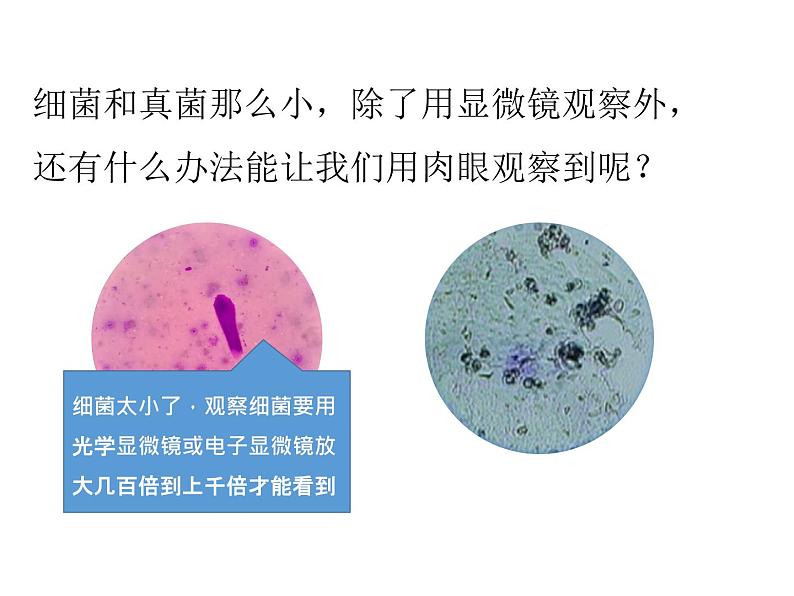 人教版八年级上册生物---5.4.1细菌和真菌的分布（课件）04