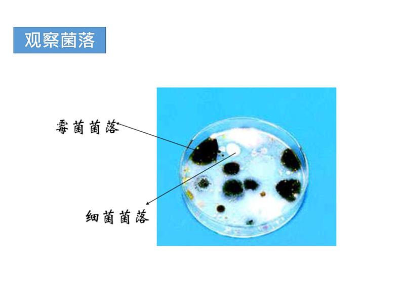 人教版八年级上册生物---5.4.1细菌和真菌的分布（课件）06