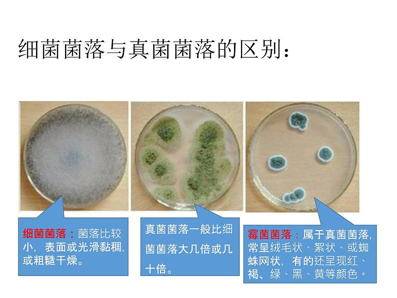 人教版八年级上册生物---5.4.1细菌和真菌的分布（课件）07