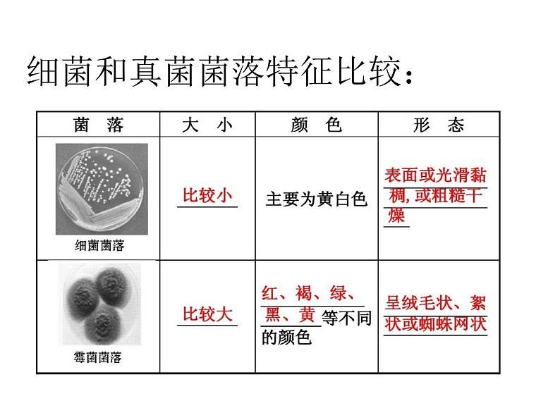 人教版八年级上册生物---5.4.1细菌和真菌的分布（课件）08