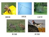 人教版八年级上册生物---5.2.1动物的运动课件