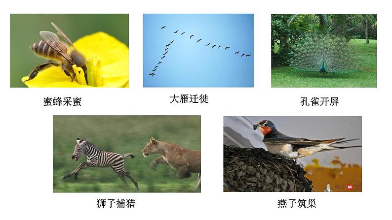 人教版八年级上册生物---5.2.1动物的运动课件01