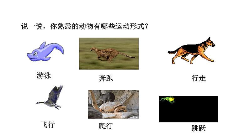 人教版八年级上册生物---5.2.1动物的运动课件03