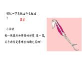 人教版八年级上册生物---5.2.1动物的运动课件