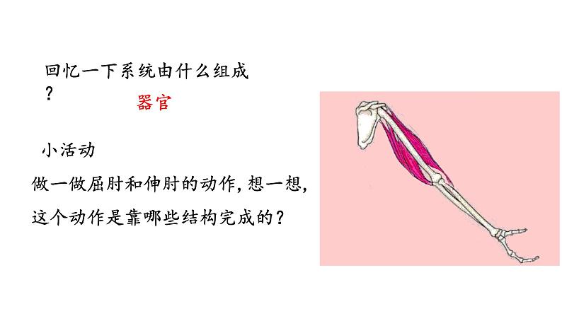 人教版八年级上册生物---5.2.1动物的运动课件04