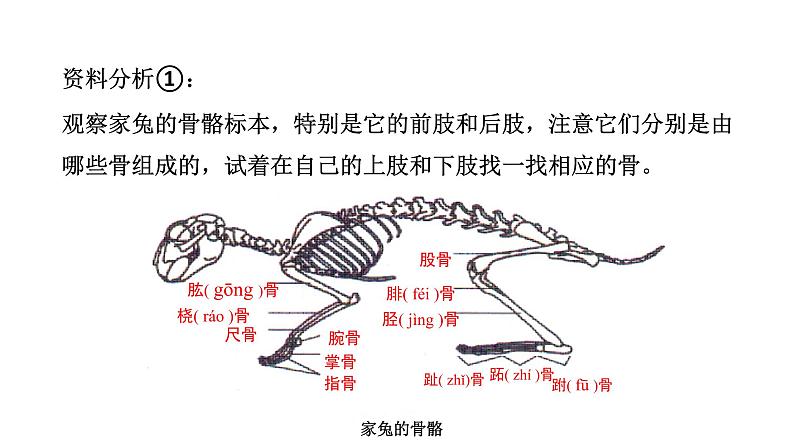 人教版八年级上册生物---5.2.1动物的运动课件06