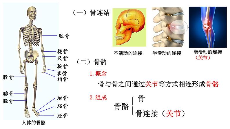 人教版八年级上册生物---5.2.1动物的运动课件07