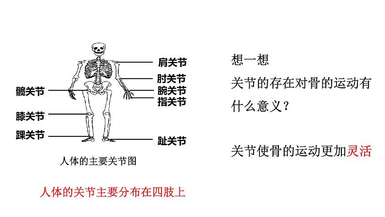 人教版八年级上册生物---5.2.1动物的运动课件08