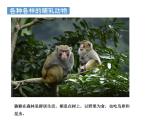 哺乳动物PPT课件免费下载