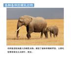 哺乳动物PPT课件免费下载