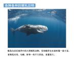 哺乳动物PPT课件免费下载