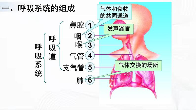 济南版生物七年级下册 第三单元 第二章 第一节 人体与外界的气体交换 第1课时 课件06