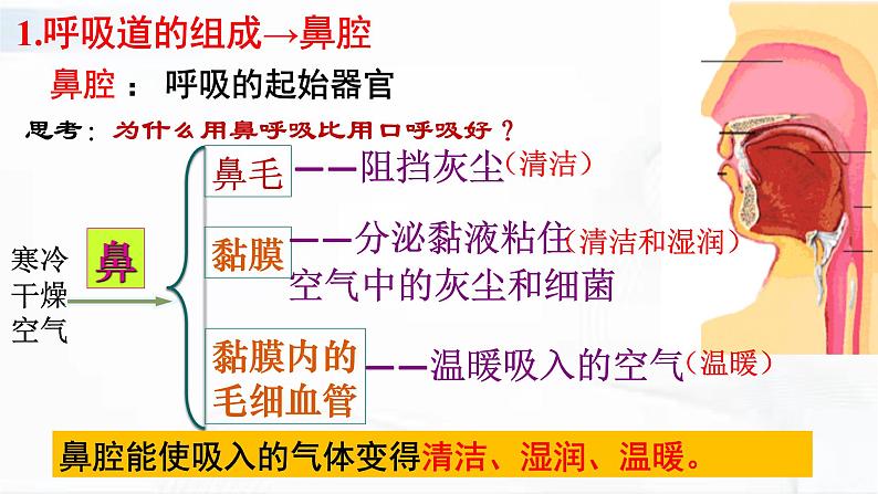 济南版生物七年级下册 第三单元 第二章 第一节 人体与外界的气体交换 第1课时 课件07