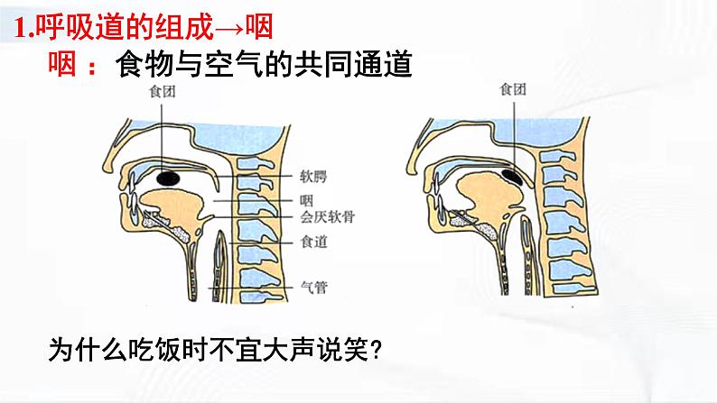 济南版生物七年级下册 第三单元 第二章 第一节 人体与外界的气体交换 第1课时 课件08