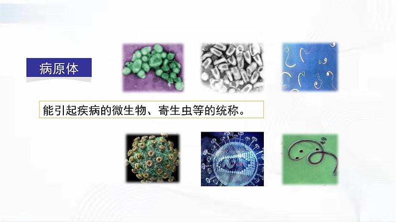 济南版生物七年级下册 第三单元 第六章 第一节 人体的免疫功能 课件07