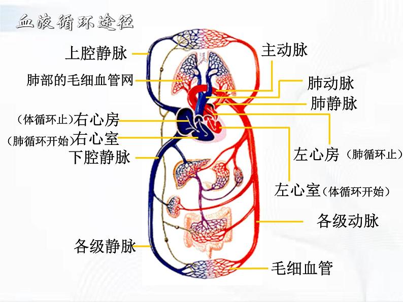 济南版生物七年级下册 第三单元 第三章 第三节 物质运输的途径 课件07