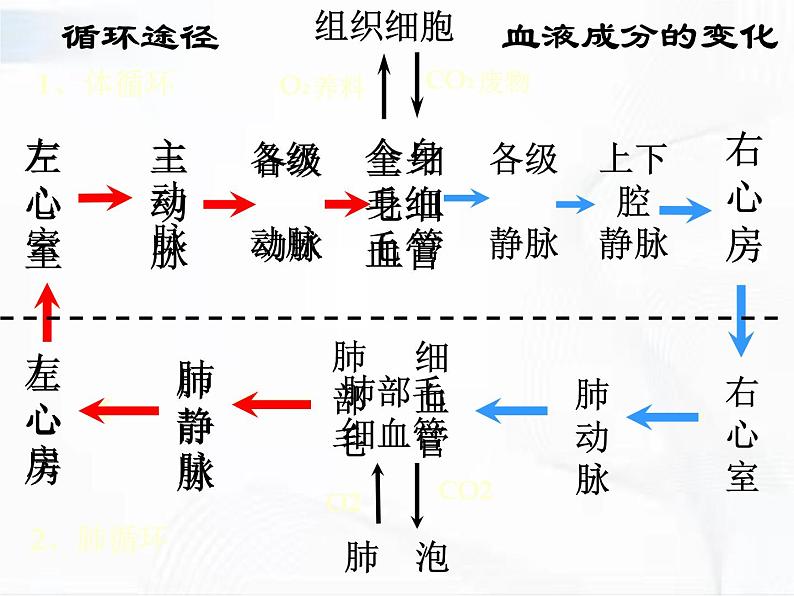 济南版生物七年级下册 第三单元 第三章 第三节 物质运输的途径 课件08