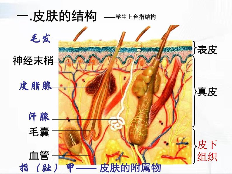 济南版生物七年级下册 第三单元 第四章 第二节 汗液的形成和排出 课件06