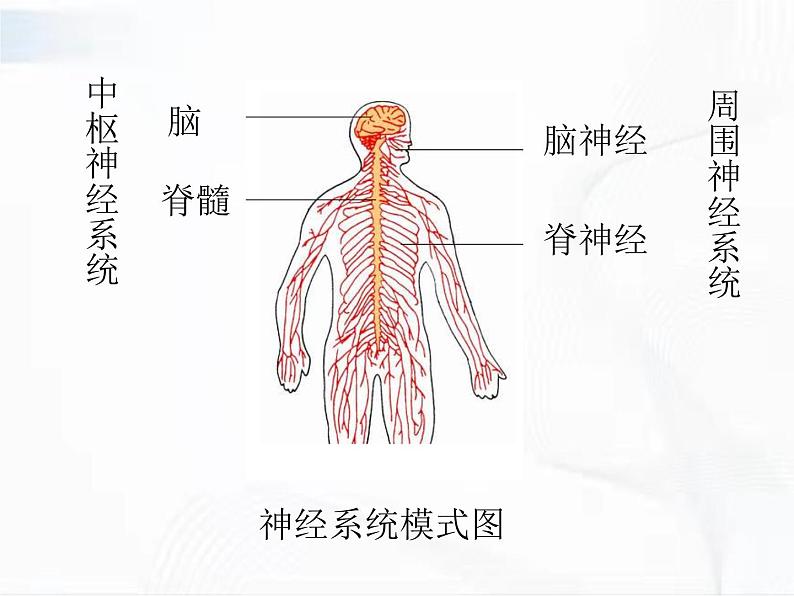 济南版生物七年级下册 第三单元 第五章 第二节 神经调节的结构基础 课件04