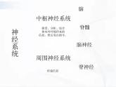 济南版生物七年级下册 第三单元 第五章 第二节 神经调节的结构基础 课件