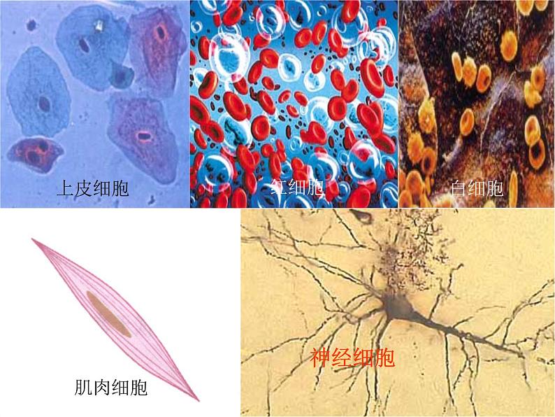 济南版生物七年级下册 第三单元 第五章 第二节 神经调节的结构基础 课件06