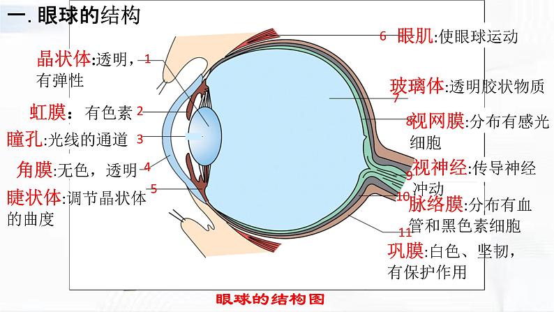 济南版生物七年级下册 第三单元 第五章 第四节 人体对周围世界的感知 第1课时 课件07