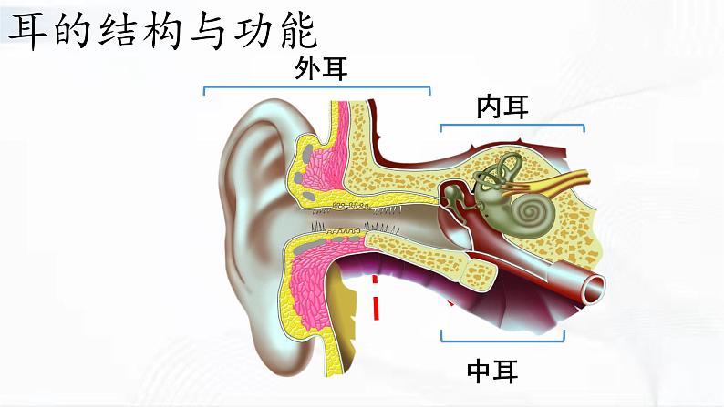 济南版生物七年级下册 第三单元 第五章 第四节 人体对周围世界的感知 第2课时 课件05