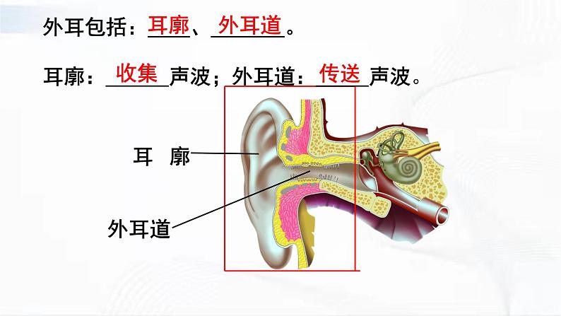 济南版生物七年级下册 第三单元 第五章 第四节 人体对周围世界的感知 第2课时 课件06