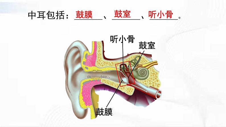 济南版生物七年级下册 第三单元 第五章 第四节 人体对周围世界的感知 第2课时 课件07