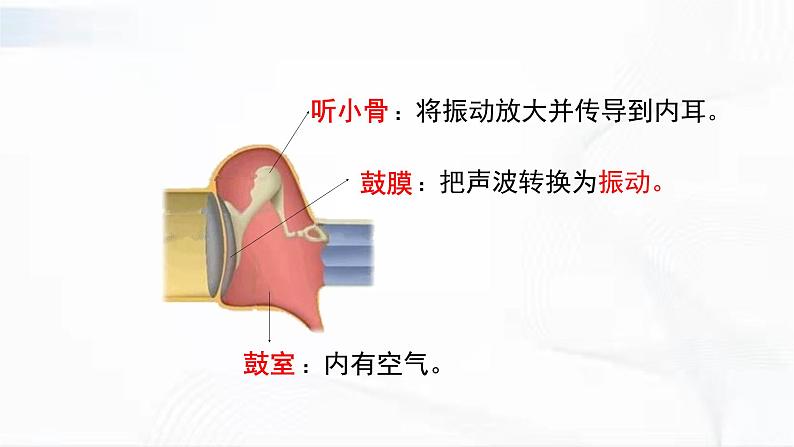 济南版生物七年级下册 第三单元 第五章 第四节 人体对周围世界的感知 第2课时 课件08