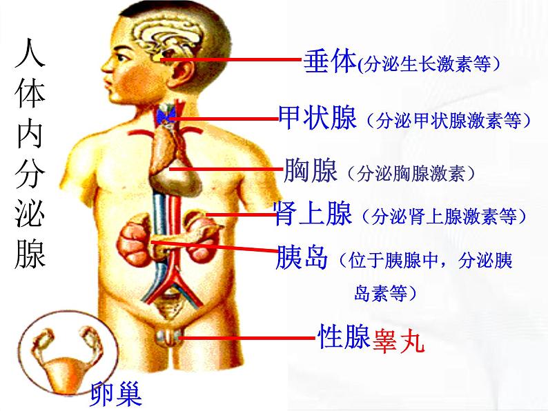 济南版生物七年级下册 第三单元 第五章 第一节 人体的激素调节 课件04