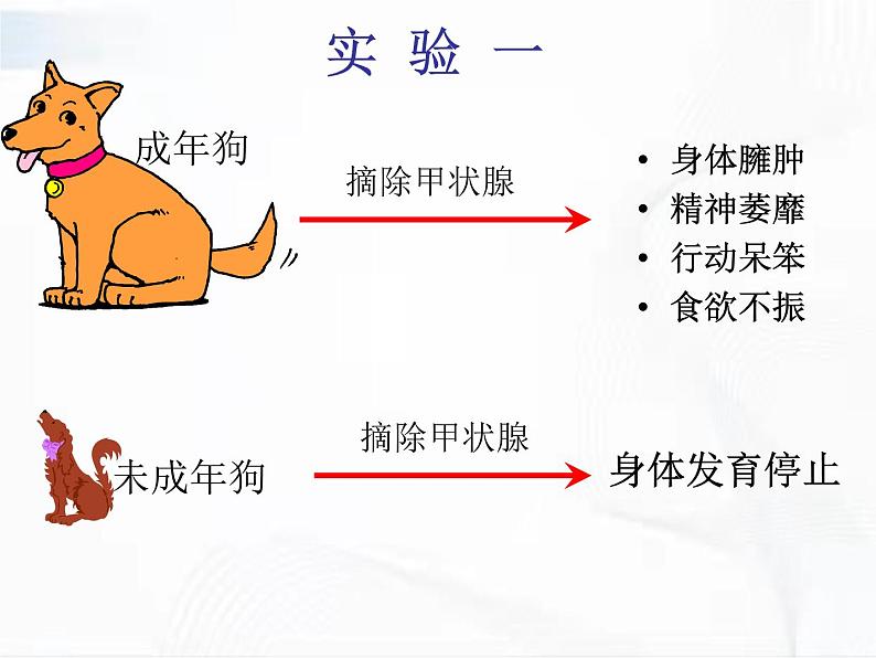 济南版生物七年级下册 第三单元 第五章 第一节 人体的激素调节 课件07