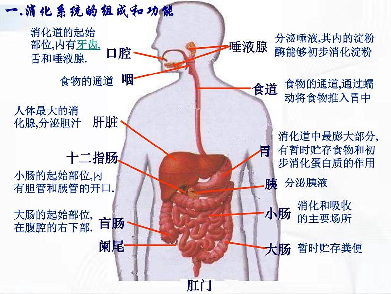 济南版生物七年级下册 第三单元 第一章 第二节 消化和吸收 课件07