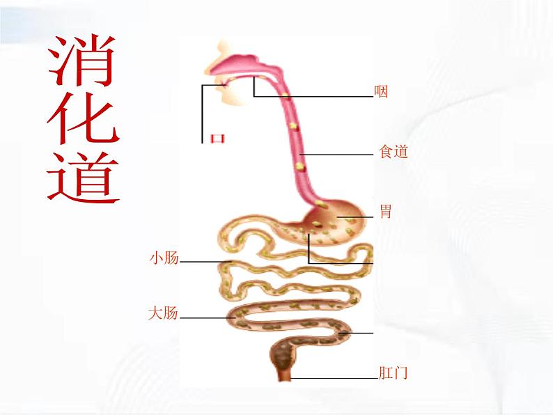 济南版生物七年级下册 第三单元 第一章 第二节 消化和吸收 课件08