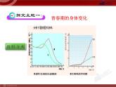 人教版生物七年级下第1章 第3节  青春期 课件