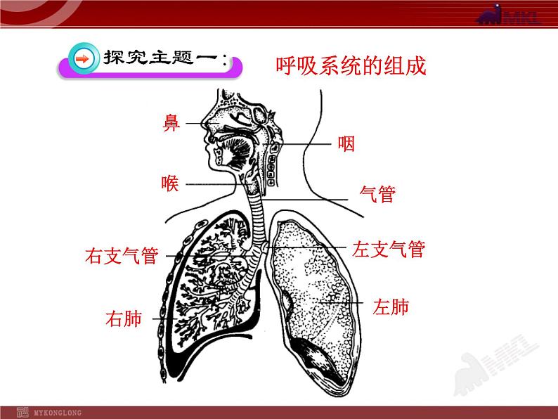 人教版生物七年级下第3章 第1节  呼吸道对空气的处理 课件第5页