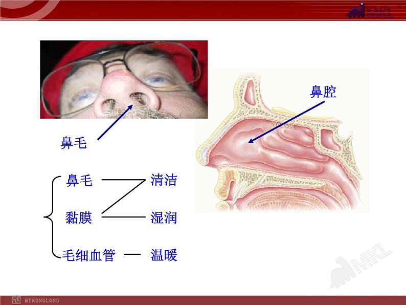 人教版生物七年级下第3章 第1节  呼吸道对空气的处理 课件第8页