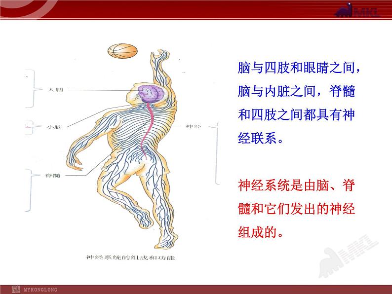 人教版生物七年级下第6章 第2节  神经系统的组成 课件第7页