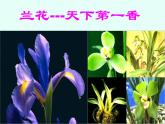 人教版生物七年级上3.2.3开花和结果 课件