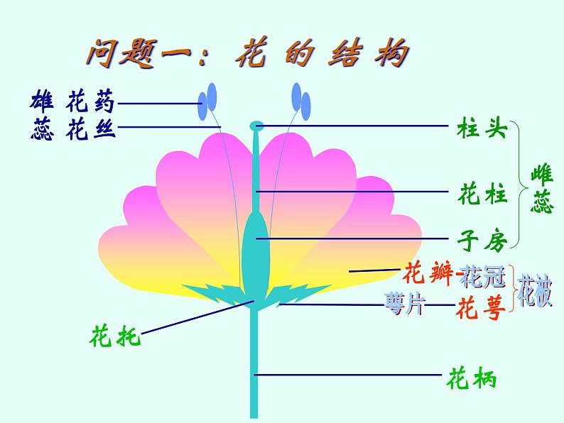 人教版生物七年级上3.2.3开花和结果 课件08