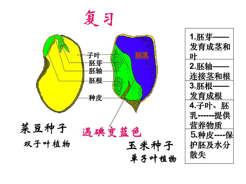 人教版生物七年级上3.2.1种子的萌发 课件01