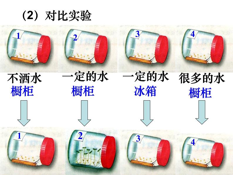 人教版生物七年级上3.2.1种子的萌发 课件07