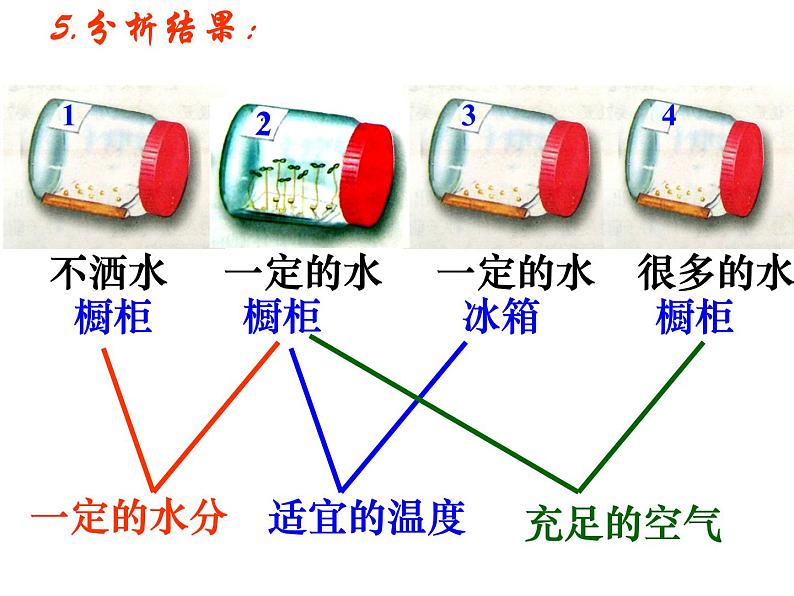 人教版生物七年级上3.2.1种子的萌发 课件08