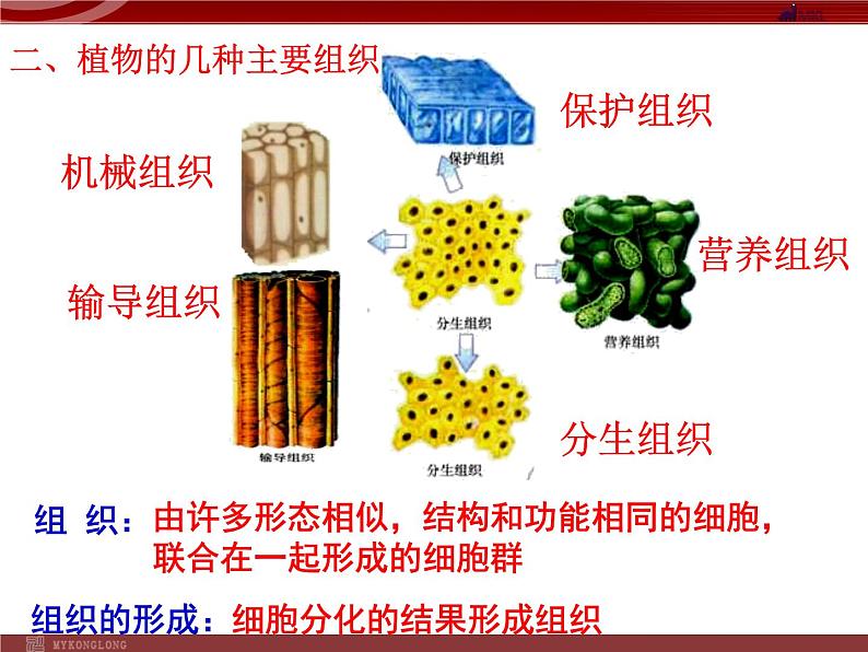 人教版生物七年级上2.2.3植物体的结构层次 课件04