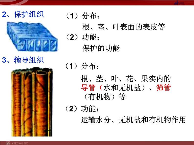 人教版生物七年级上2.2.3植物体的结构层次 课件06