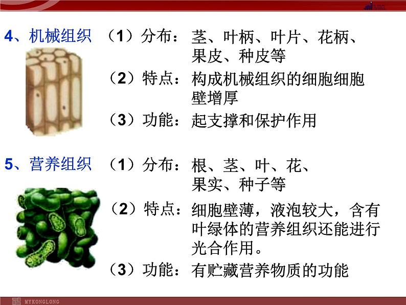 人教版生物七年级上2.2.3植物体的结构层次 课件07