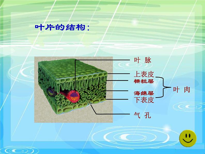 人教版生物七年级上3.3.0绿色植物与生物圈的水循环 课件05