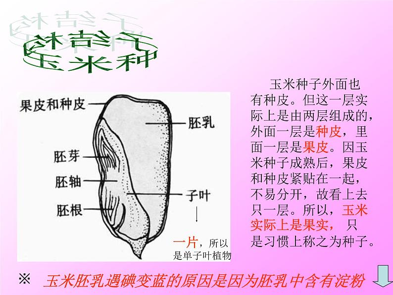 人教版生物七年级上3.1.2种子植物 课件第6页