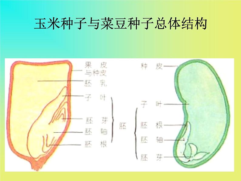 人教版生物七年级上3.1.2种子植物 课件第8页