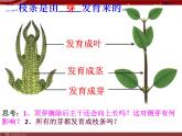 人教版生物七年级上3.2.2 植株的生长 课件